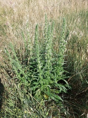 Echium italicum