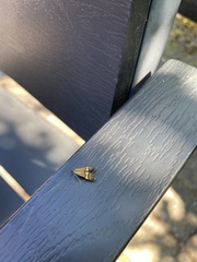 Nemophora degeerella