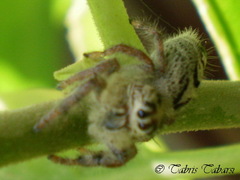 Hyllus diardi