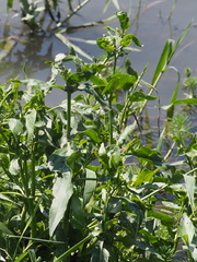 Gymnocoronis spilanthoides