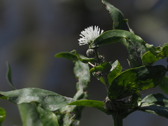 Gymnocoronis spilanthoides