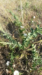 Linaria dalmatica dalmatica