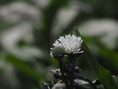 Gymnocoronis spilanthoides