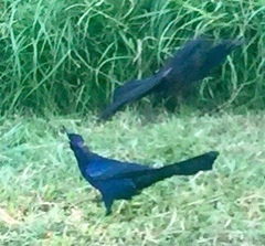 Quiscalus mexicanus