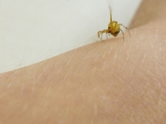 Anelosimus studiosus