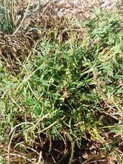 Lepidium coronopus