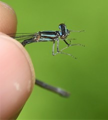 Enallagma divagans