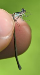 Enallagma divagans