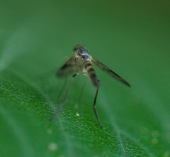 Tabanomorpha