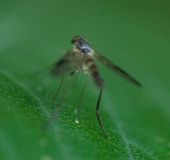 Tabanomorpha