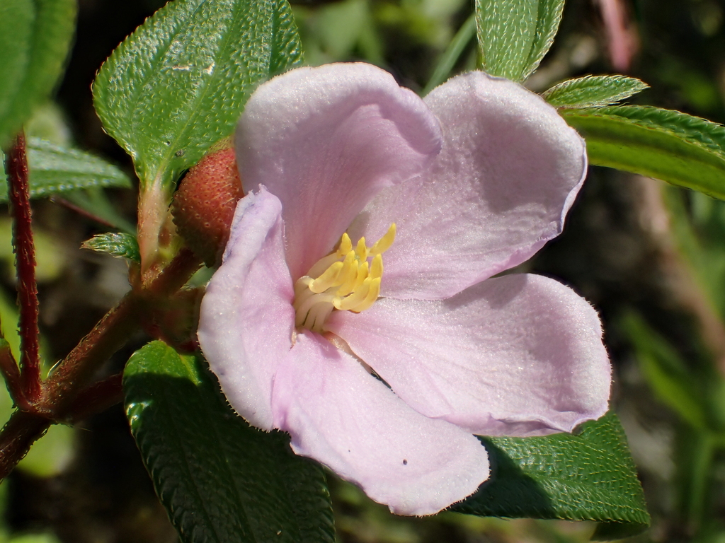 Melastoma scaberrimum