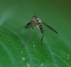 Tabanomorpha