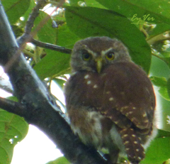 Glaucidium brasilianum