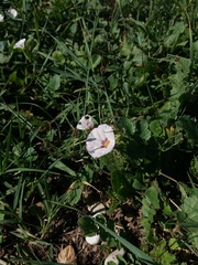 Convolvulus arvensis