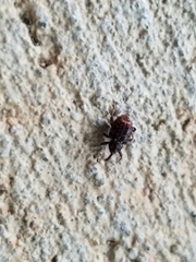 Conotrachelus posticatus