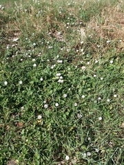 Convolvulus arvensis