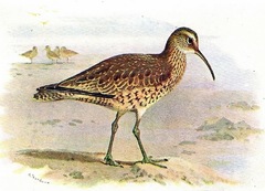 Eskimo Curlew photo 4