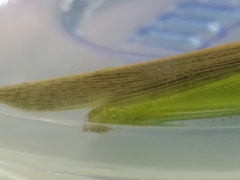 Stenacris vitreipennis