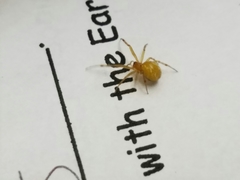 Anelosimus studiosus