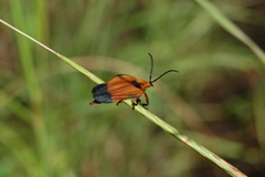 Lycus subtrabeatus