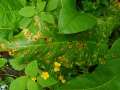 Puccinia phragmitis