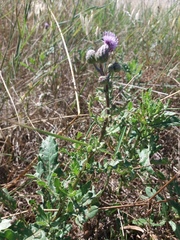 Cirsium arvense