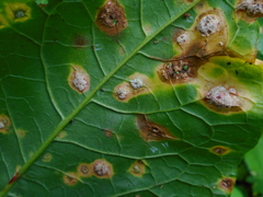 Puccinia phragmitis