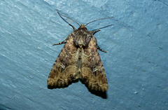 Mesapamea fractilinea