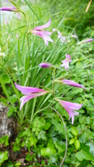 Gladiolus italicus