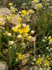 Allium moly