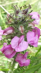 Pedicularis gyroflexa