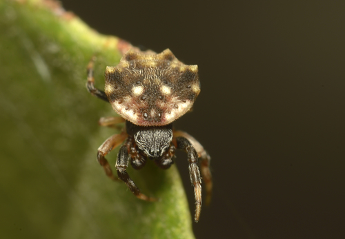 Asian Spinybacked Orbweaver photo 3