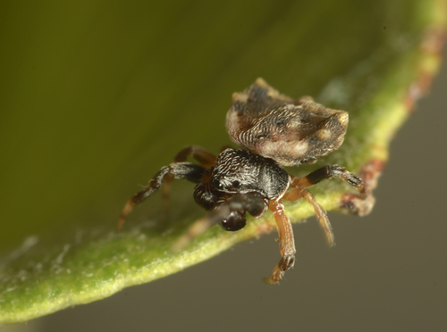 Asian Spinybacked Orbweaver photo 4