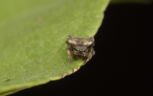 Asian Spinybacked Orbweaver photo 5