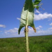 Persicaria praetermissa - Photo (c) Harry Rose, algunos derechos reservados (CC BY)