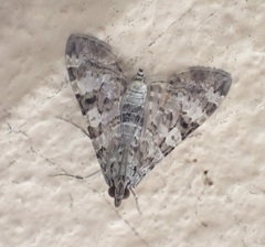 Dysallacta negatalis