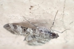 Dysallacta negatalis