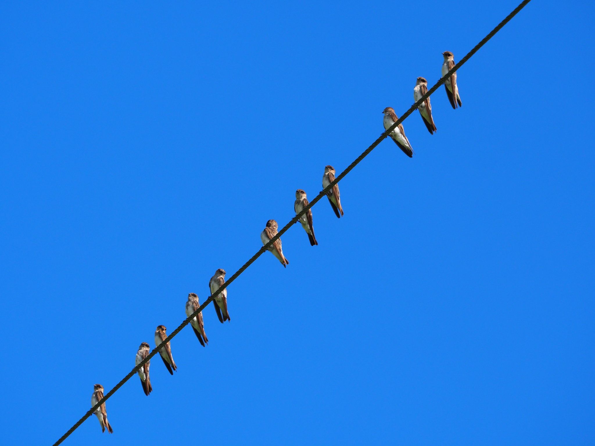 Grey-throated Martin