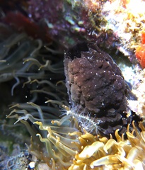 Phallusia fumigata