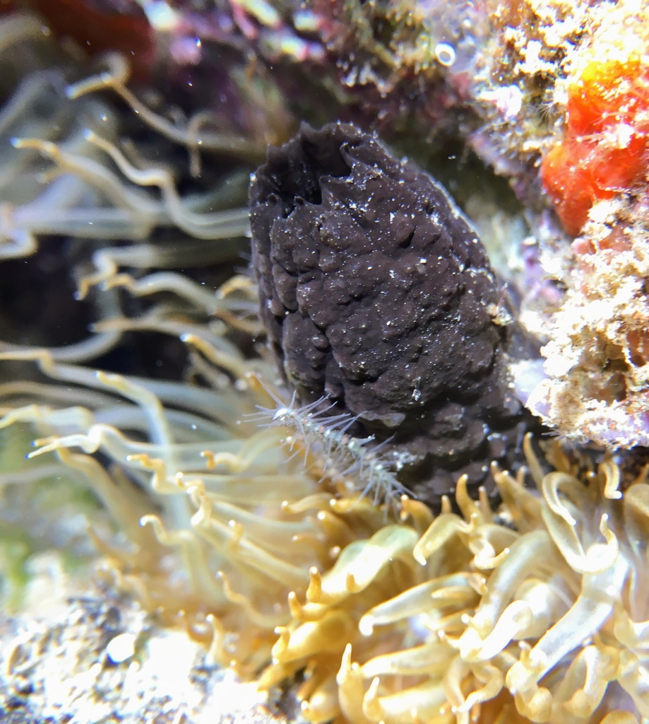 Black Sea-Squirt