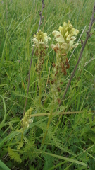 Pedicularis uralensis