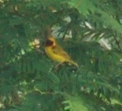 Ploceus xanthopterus