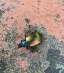 Calosoma sycophanta