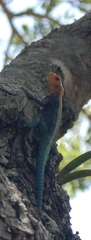 Agama kirkii
