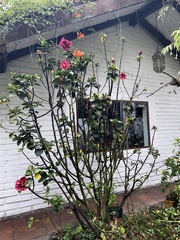 Hibiscus rosa-sinensis