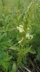 Pedicularis uralensis