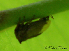 Membracidae