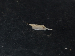 Tropidomantis gressitti