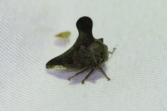 Glossonotus acuminatus