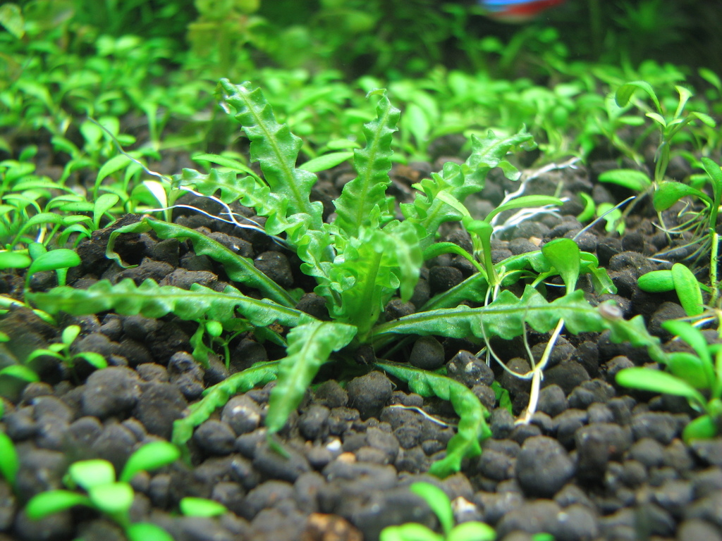Downoi (étoile) (Pogostemon helferi)